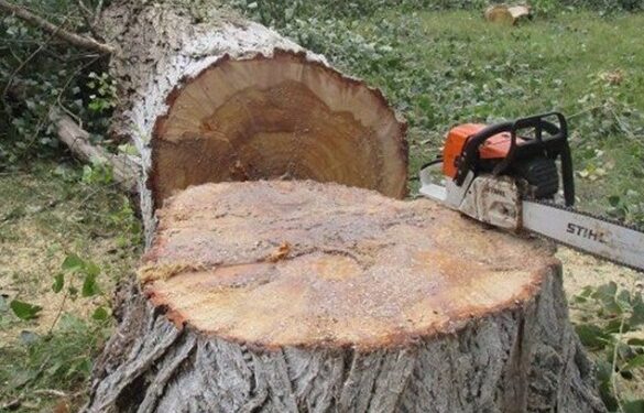 На Черкащині майстер лісу відбуватиме 4 роки за ґратами через смерть працівника