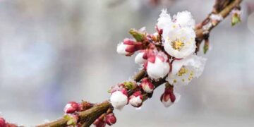 На Черкащині оголосили помаранчевий рівень небезпеки через заморозки