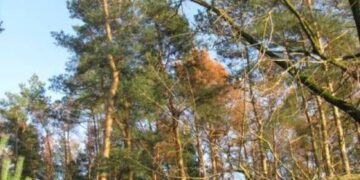 На Черкащині прокуратура через суд вимагає повернути забудовану лісову ділянку