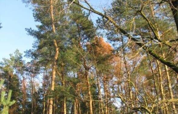 На Черкащині прокуратура через суд вимагає повернути забудовану лісову ділянку