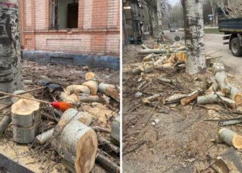 На вулиці Гоголя в Олександрівському районі Запоріжжя екологи перевірили законність знесення тополь | Новости Запорожья