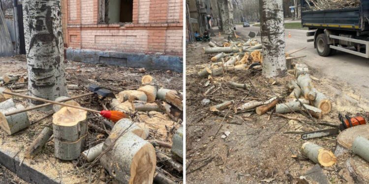 На вулиці Гоголя в Олександрівському районі Запоріжжя екологи перевірили законність знесення тополь | Новости Запорожья