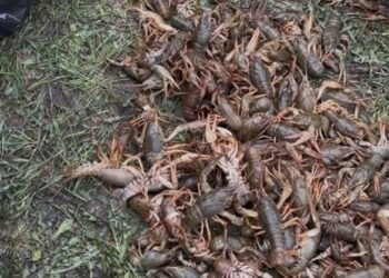 На Золотоніщині у річці виявили 14 браконьєрських раколовок з уловом