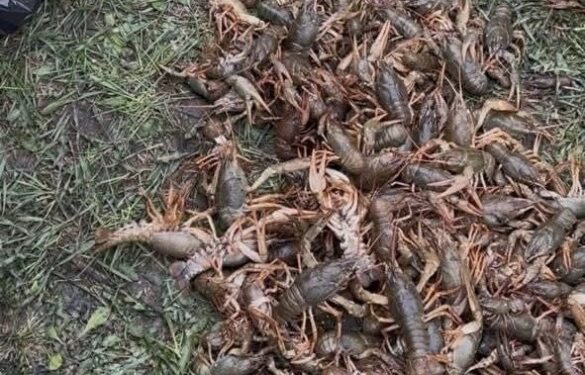 На Золотоніщині у річці виявили 14 браконьєрських раколовок з уловом