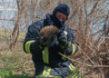 Під час гасіння трави їжака врятували на Полтавщині – ПОЛТАВА СЬОГОДНІ