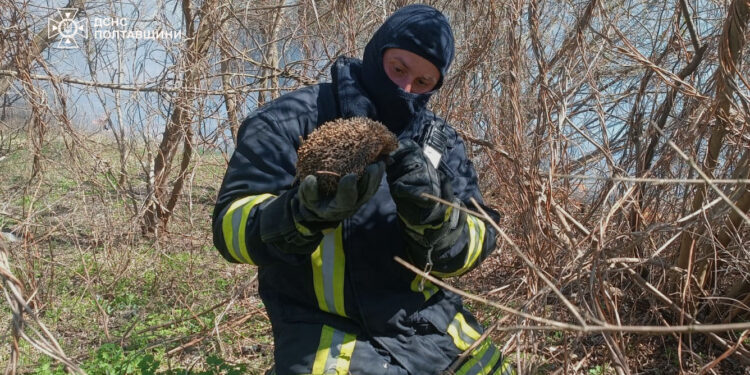 Під час гасіння трави їжака врятували на Полтавщині – ПОЛТАВА СЬОГОДНІ