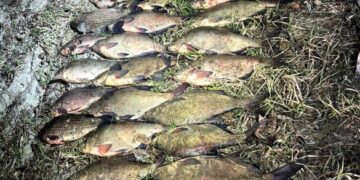 Піймали “на гарячому”: на Золотоніщині викрили нічного браконьєра