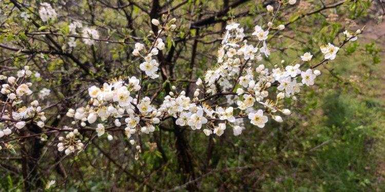 Погода в Запоріжжі 25, 26, 27, 28, 29 квітня – прогноз від синоптикині Тетяни Риженкової | Новости Запорожья