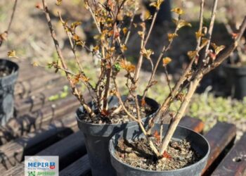 «Сосновий бір» у Черкасах оновлюють: висадили тисячі квітів і кущів — Новини Черкащіни