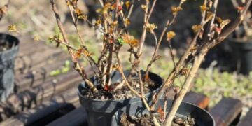 «Сосновий бір» у Черкасах оновлюють: висадили тисячі квітів і кущів — Новини Черкащіни