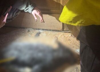 У Києві судитимуть жінку, в якої в квартирі загинула лисиця