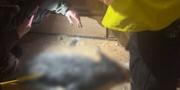 У Києві судитимуть жінку, в якої в квартирі загинула лисиця