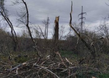 У Рівному прибрали повалені внаслідок негоди дерева
