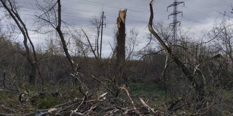 У Рівному прибрали повалені внаслідок негоди дерева