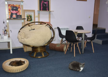 У Запоріжжі завдяки гранту відкрили кафе з котиками, яких врятували військові та волонтери | Новости Запорожья