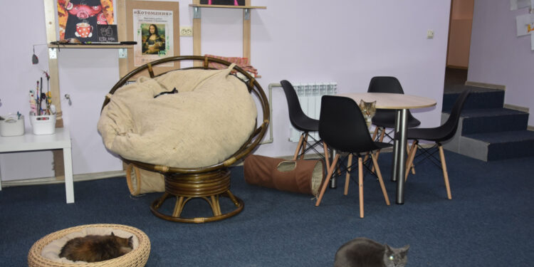 У Запоріжжі завдяки гранту відкрили кафе з котиками, яких врятували військові та волонтери | Новости Запорожья