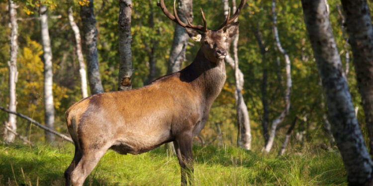 В Україні запровадили єдині правила обліку мисливських тварин – Экономика