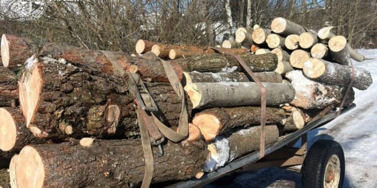 Захиснику лісонасаджень «Укрзалізниці» загрожує в’язниця за вирубку дерев —Хмельнитчина