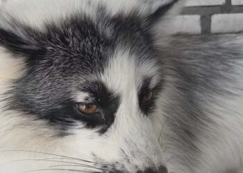 Запорізький притулок Дай лапу, друже прихистив дику тварину – мармуровий лис Хом’ячок | Новости Запорожья