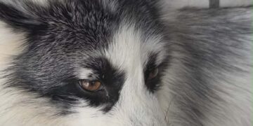 Запорізький притулок Дай лапу, друже прихистив дику тварину – мармуровий лис Хом’ячок | Новости Запорожья