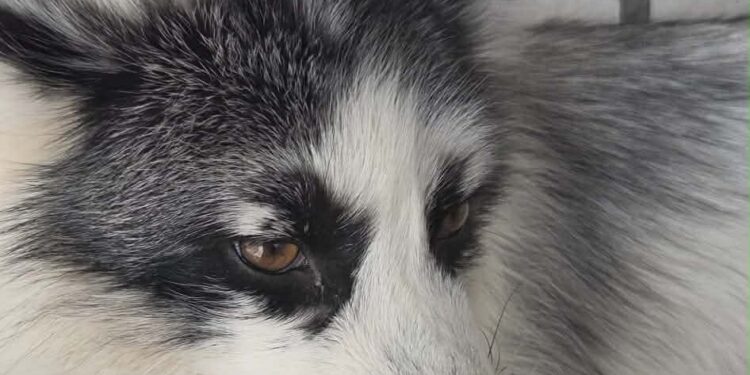 Запорізький притулок Дай лапу, друже прихистив дику тварину – мармуровий лис Хом’ячок | Новости Запорожья