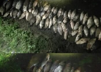 Збитки понад 120 тисяч гривень: незаконний вилов риби викрито у Лебедині — Новости Черкасс