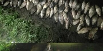 Збитки понад 120 тисяч гривень: незаконний вилов риби викрито у Лебедині — Новости Черкасс