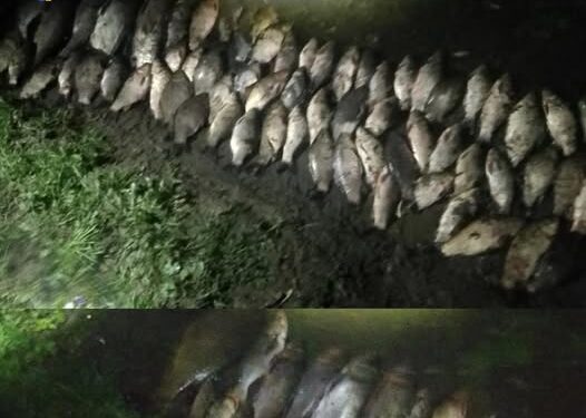 Збитки понад 120 тисяч гривень: незаконний вилов риби викрито у Лебедині — Новости Черкасс