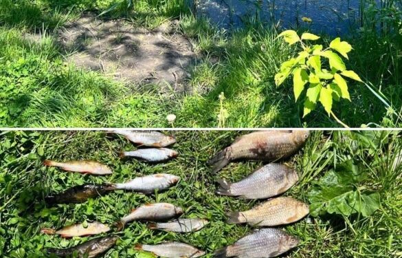 На Черкащині затримали браконьєра зі збитками понад 56 тисяч гривень