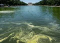 «Синий как флаг США» бассейн не получился: водоросли сорвали проект Трампа за 14 млн долларов | !
