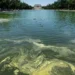 «Синий как флаг США» бассейн не получился: водоросли сорвали проект Трампа за 14 млн долларов | !