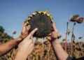 Вигоди для малих і середніх фермерів у Open Agri Club від Kernel: доступ до знань, гроші та збут вирощеного врожаю