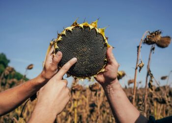 Вигоди для малих і середніх фермерів у Open Agri Club від Kernel: доступ до знань, гроші та збут вирощеного врожаю