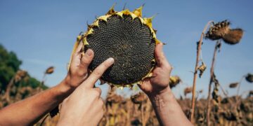 Вигоди для малих і середніх фермерів у Open Agri Club від Kernel: доступ до знань, гроші та збут вирощеного врожаю